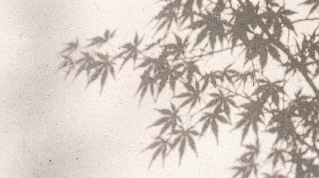 Maple Leaf Shadow Overlay on Textured Wall