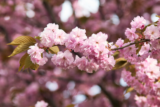 Pink double cherry blossoms blooming on branches with soft blurred spring background