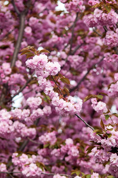 Pink double cherry blossoms blooming on branches with soft blurred spring background