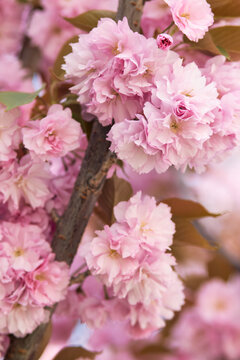 Delicate pink double cherry blossoms blooming on a branch with soft background