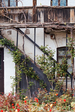 Historic timber framed house facade with climbing vines, roses, and weathered wood