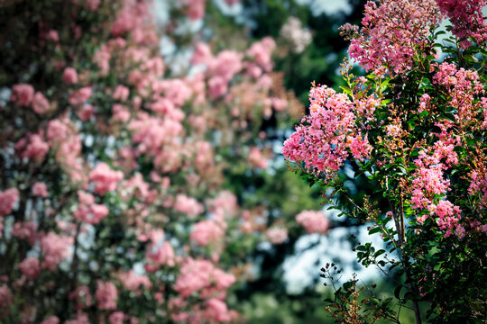 Knotts Island in Bloom