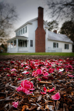 Petals at the Arboretum