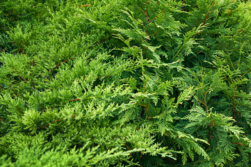 Close up view of bright green thuja branches. Dense evergreen foliage of a coniferous bush in a sunny garden perfect for natural botanical backgrounds and textures. © Tetiana