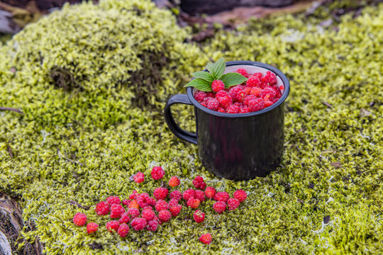 Wilde Himbeeren in einem Becher