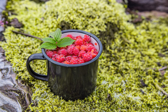 Wilde Himbeeren in einem Becher