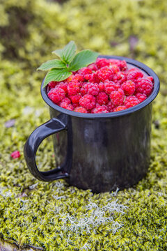 Wilde Himbeeren in einem Becher