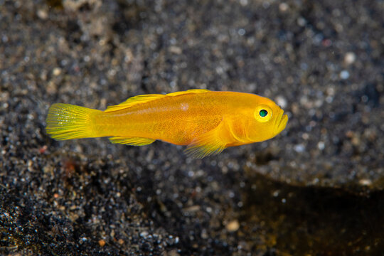 Yellow pygmy goby resting on a dark volcanic sandbed at Lembeh Strait