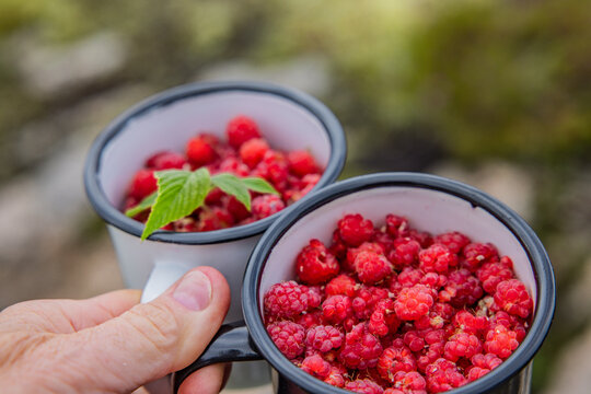 Wilde Himbeeren in einem Becher