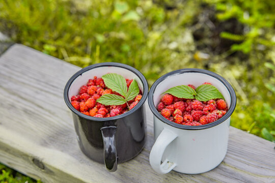 Wilde Himbeeren in einem Becher