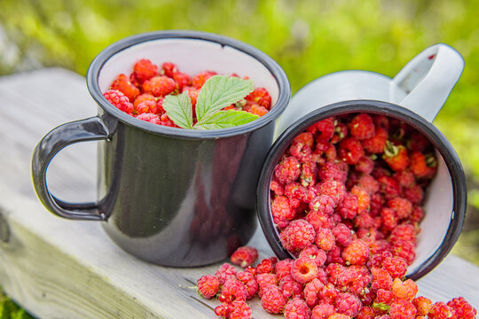 Wilde Himbeeren in einem Becher