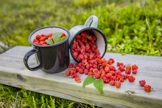 Wilde Himbeeren in einem Becher