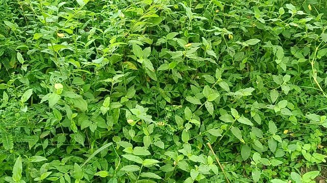 Dense green ground cover plants in garden