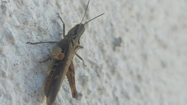 Brown grasshopper sitting on textured white wall surface