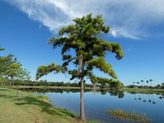 A tall pine tree draped with Spanish moss stands on the grassy bank of a calm, reflective lake under a bright blue sky in Port St. Lucie, Florida. © Roman