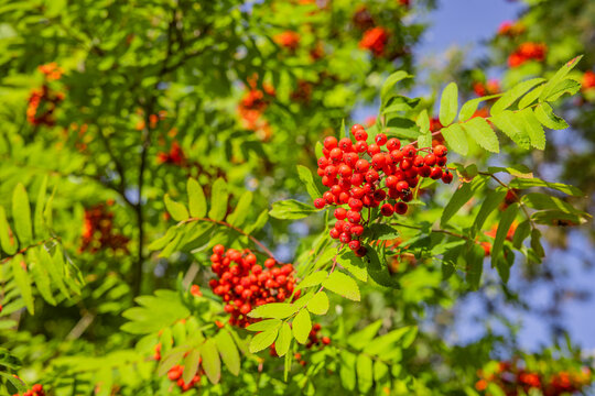 Rote Vogelbeeren an einem Eschenbaum