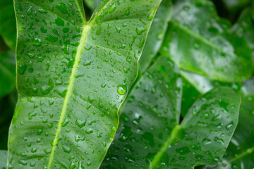 Lush green tropical philodendron leaves covered with fresh rain droplets, close-up view of wet botanical foliage texture © Mandegraph