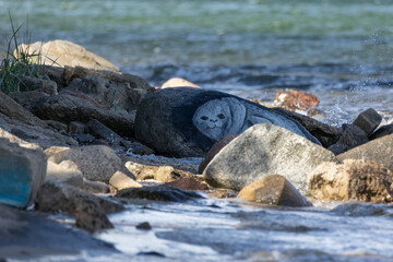 Obraz premium Seal painted on a stone lying on a rocky sea shore. Street art, seal drawing painted on a boulder near splashing waves, eco art on Baltic coast.