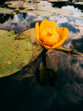Yellow flower blooms on water surface during bright daylight