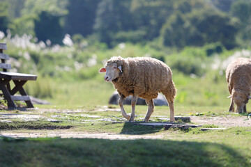 Fluffy woolly sheep walking on green grass in rural farm pasture. Countryside livestock agriculture and animal husbandry concept. © skarie
