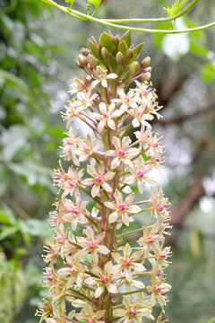 Cream and pink Eucomis comosa, pineapple lily &lsquo;Sparkling Burgundy&rsquo; in flower.