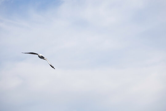Soaring gull against a blue clouded background