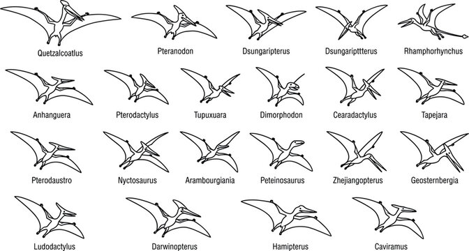 Pterosaur Species Icon Set Featuring Pterodactyl Pteranodon Quetzalcoatlus and Prehistoric Flying Reptile Symbols for Museum Education and Kids Graphic Designs