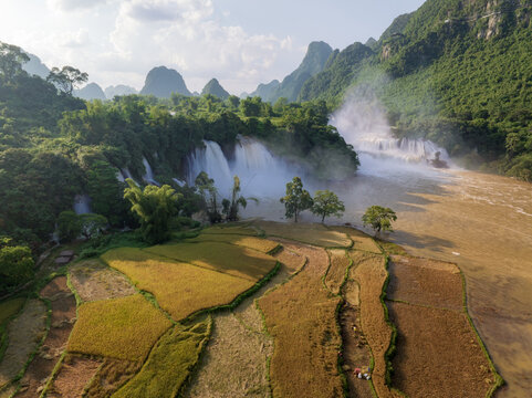 Ban Gioc Waterfall and Golden Rice Fields in Vietnam