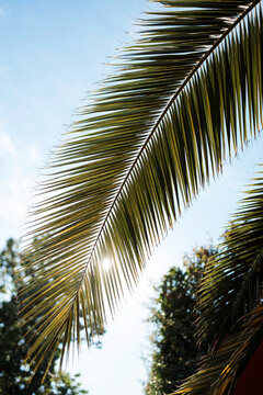Sunlight filtering through palm frond