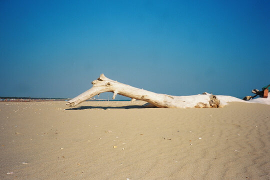 Driftwood on Sandy Beach