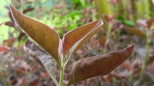 Close-up of dark maroon plant leaves