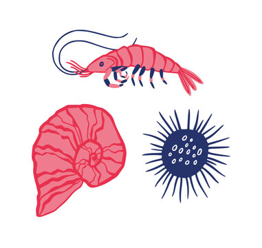 Sea creature icon set. Marine hand drawn elements, shrimp, shell and sea urchin, seafood products, ocean wildlife and nautical graphic elements. Vector cartoon isolated mollusk illustration