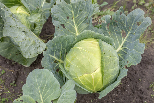 Green cabbage head growing outdoors with damaged leaves in daylight