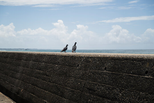 Two Pigeons on Seawall Under Summer Sky