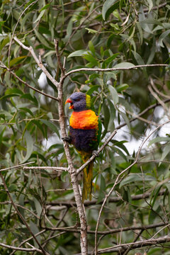 Australian native rainbow lorikeet  in a tree