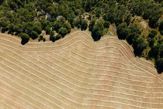 Aerial Field Meeting Forest Edge