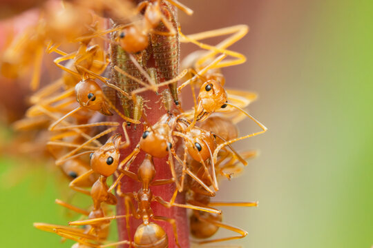 Close up the power of stronger red ants action building branch trees home.Wildlife animal in the nature at outdoor park.Unity and team work together concept.