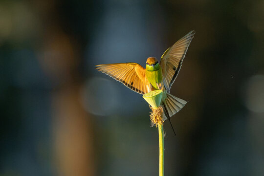 Green bee eater flying on nature with space blur background for text.Little bird flying and lotus on green background.Animals nature wildlife image on the outdoor park.