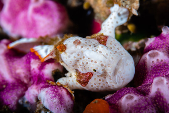 Warty frogfish perching on a vibrant purple colonial tunicate or sponges bed at Lembeh Strait