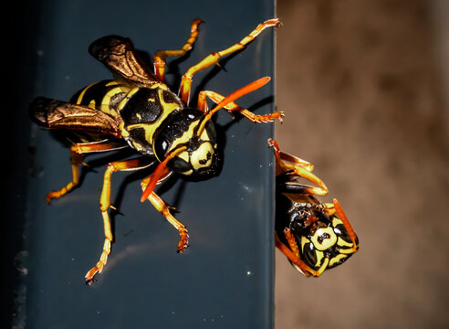 Extreme macro close-up of a European paper wasp (Polistes dominula) or yellowjacket perched on a dark edge, holding a clear water droplet or nectar bubble in its mandibles. Detailed view of the insect
