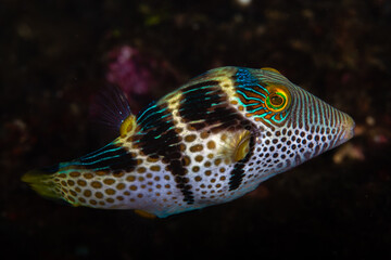 Black-saddled toby hovering near a reef crevice at Lembeh Strait © Sergio Llaguno