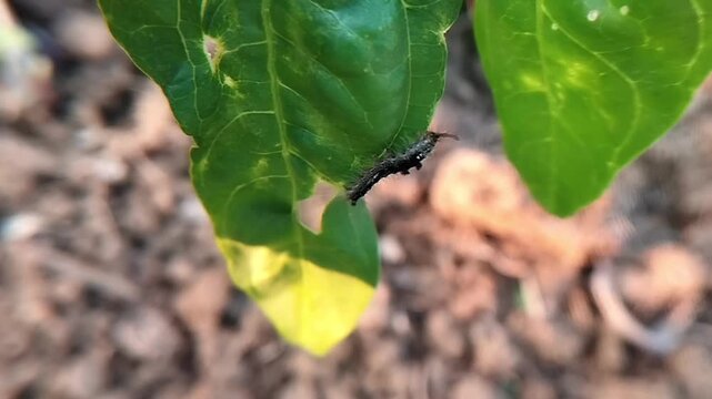 Black hairy caterpillar on a green leaf with visible leaf veins