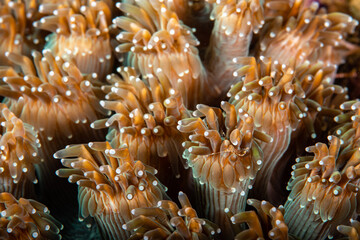 Highly magnified close-up view of extended flowerpot coral polyps at Lembeh Strait © Sergio Llaguno