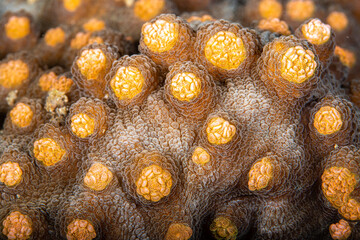 Highly magnified close-up view of golden-orange stony coral polyps at Lembeh Strait © Sergio Llaguno