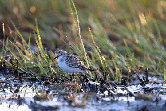 B&eacute;casseau semipalm&eacute; sur le bord du fleuve, Calidris pusilla, Qu&eacute;bec, Canada.	