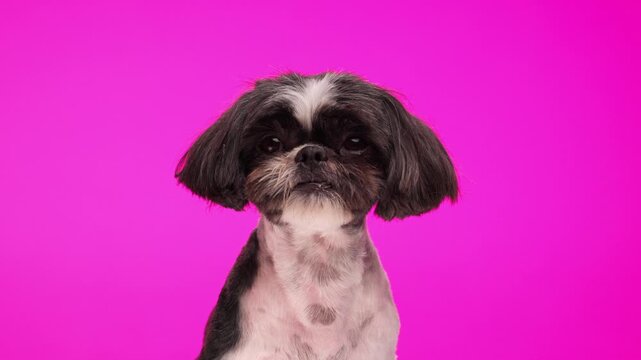 adorable little shih tzu dog looking forward and up, licking nose and sitting on pink background