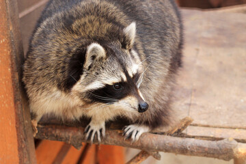 Fluffy raccoon (Procyon lotor) with distinctive facial mask and white whiskers in zoo enclosure. © Olena