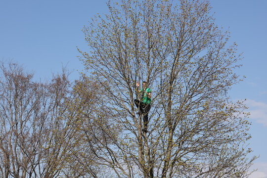 Teenage boy in a green T shirt climbing high into a tree with fresh spring leaves