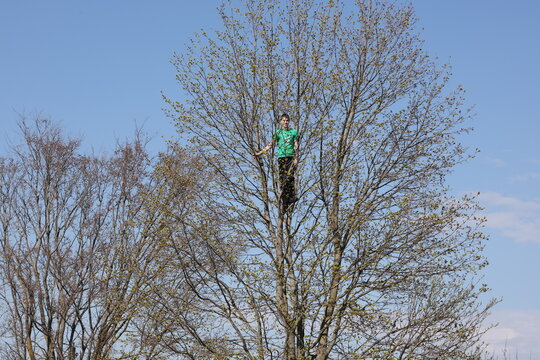Teenager in a green T shirt perched high in a tall tree as fresh spring greenery begins to appear
