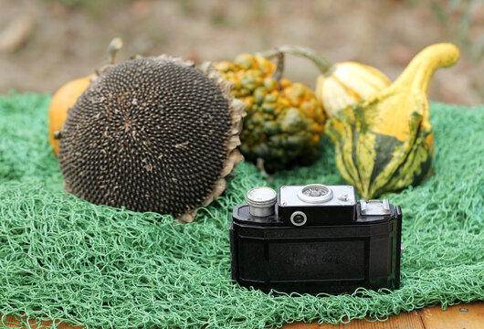 Vintage camera capturing autumn harvest nostalgia on green net